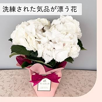 Amazon.co.jp: 母の日 プレゼント アジサイ ゼブラ 4号鉢 母の日